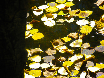 Leaves in the Pond