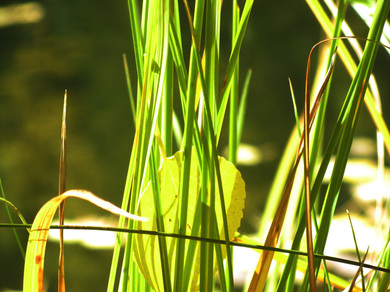 Grass at the pond
